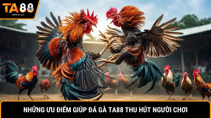 Những ưu điểm giúp đá gà Ta88 thu hút người chơi
