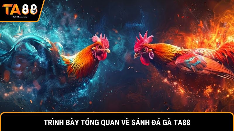 Trình bày tổng quan về sảnh đá gà Ta88