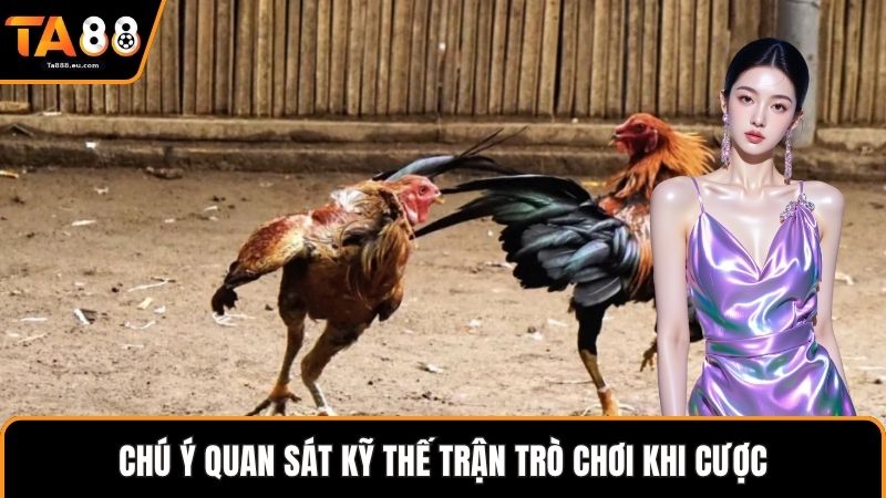 Chú ý quan sát kỹ thế trận trò chơi khi cược