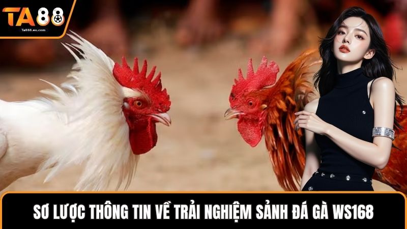 Sơ lược thông tin về trải nghiệm sảnh đá gà WS168